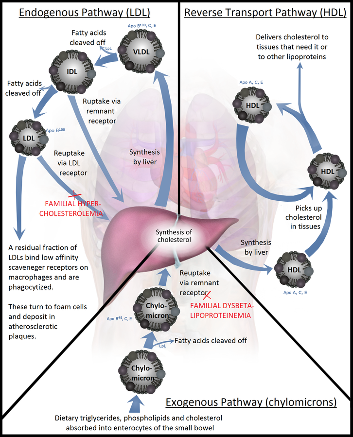 FATS IN OUR BODY