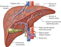 The Silent Killer: Understanding Fatty Liver Disease