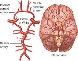 CIRCLE OF WILLIS